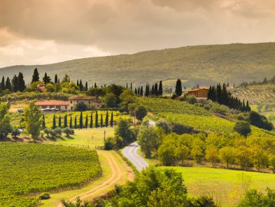 Scenic view of vinery landscape